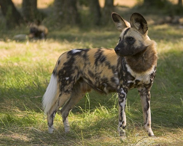 African Wild Dog