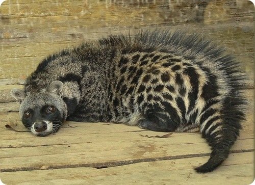 African civet (Civettictis civetta)