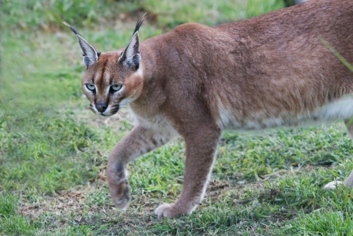 10. Caracal