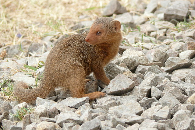 Dwarf mongoose (helogale parvula)