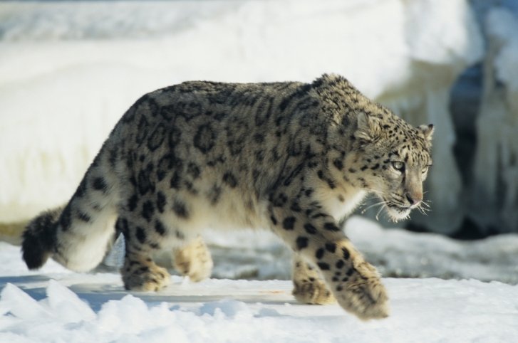 5. Snow Leopard